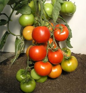 Heterotic tomato hybrid Euro F1