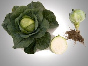 Heterotic hybrid of white cabbage Avatar F1