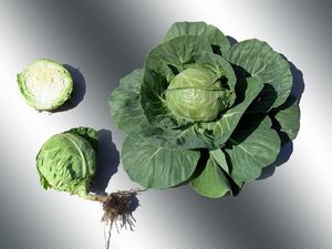 Heterotic hybrid of white cabbage Ilaria F1