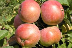 Apple tree type Belarusian Sweet