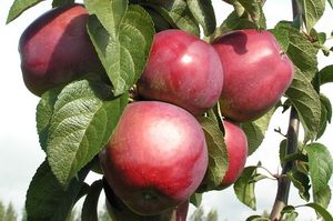 Apple tree type Imant