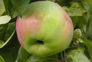 Apple tree type Nadzeyny
