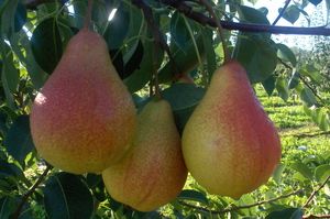 Variety of pear Zabava