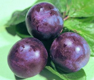 Variety of plum Kroman’