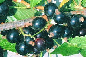 Variety of black currant Katyusha