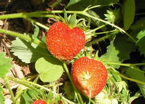 Variety of garden strawberry Krasniy Bereg