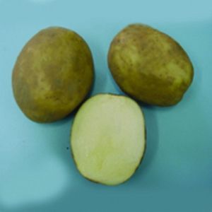 Potato variety Lilea