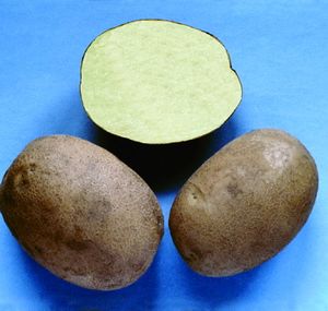 Сорт картофеля Бриз