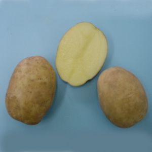 Potato variety Uladar