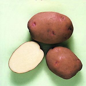 Potato variety Zdabytak