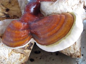 Reishi mushroom touchwoods (Ganoderma lucidum (Curtis: Fr.) P. Karst.)