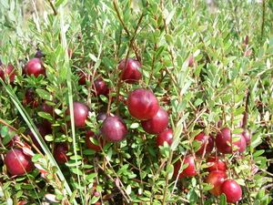 The American cranberry fruitification of the berry-field collection. Cowberry family of the Institute of Forest of the National Academy of Sciences of Belarus