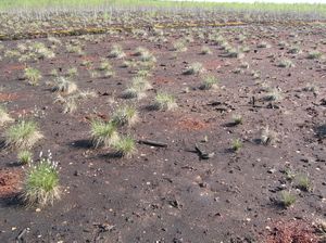 Area of cutover bog after sowing by cranberry’s extraction
