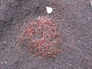 Всходы клюквы осеннего посева отжимами на выработанном торфянике
