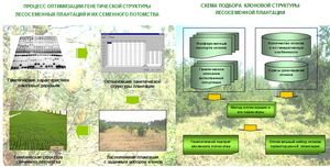 Лесосеменные плантации с контролируемой генетической структурой